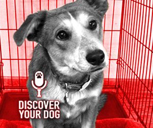 Ep 073 Crate Training Your Dog