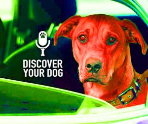 Ep 075 A Fix for the Car Sick Dog