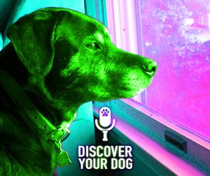 Ep 077 Dog Separation Anxiety and You