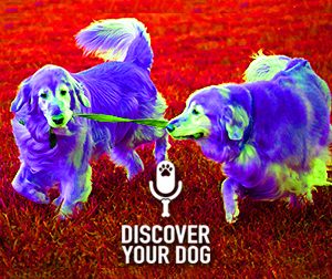 Ep 078 DIY In-Home Dog Training VS Doggie Boot Camp