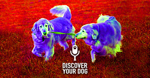 In-Home Dog Training vs. Doggie Boot Camp image