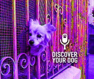 Ep 080 Don’t Kill Your Dog: Build a Protective Perimeter