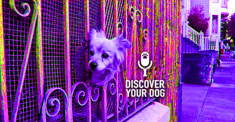 Teach Dogs Boundaries image