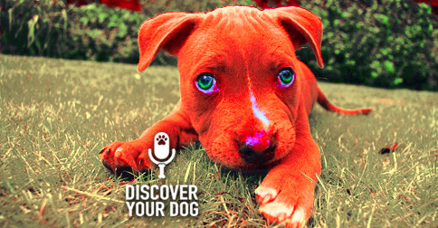 Big Trouble with Little Puppy Image