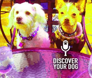 Ep 082 Keep Your Dog From Eating Poop