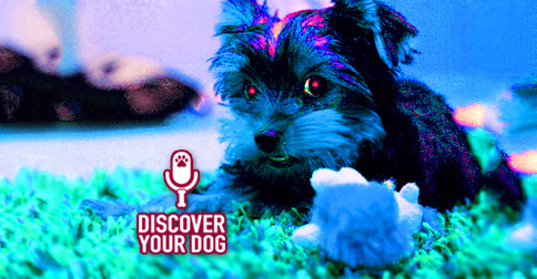 Possessive Dog Picture