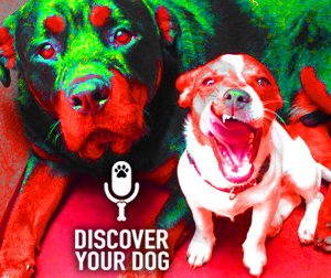 Ep 088 Stages of Dog