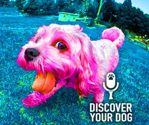 Ep 090 Persona of Dog