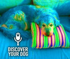 Ep 093 Get Off the Dog-Gone Couch!