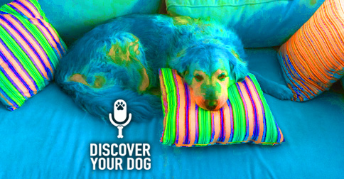 Dog On Couch picture