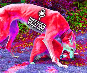 Ep 095 Destroying the Myth of the Dominant Dog