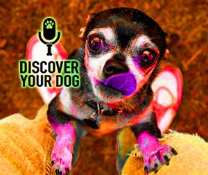 Ep 097 STOP Your Dog from Jumping-Up NOW!