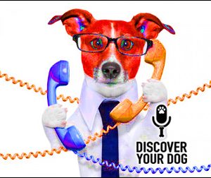 Ep 100 The Dog Oracle LIVE!