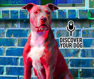 Ep 101 The Pit-Bull Controversy