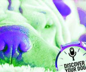 Dogs and the Illusion of Time