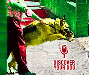 Ep 105 Dogs that Yank Your Arm Out of Socket