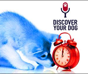 Ep 106 Spending Just the Right Amount of Time with Doggo