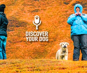 Festivals, Fairs and Other Dog Freak-Outs