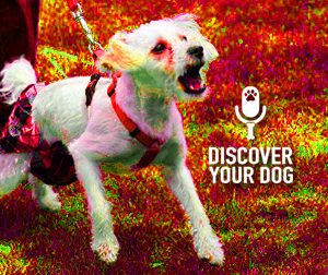 Ep 109 Just Say NO to Your Leash Aggressive Dog