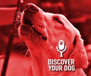 Ep 112 Boarding Your Dog