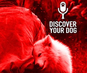 Ep 118 The Jumping Dog, Part 2: Catastrophe Strikes!