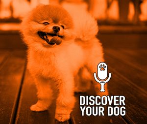 Ep 122 The Barking Dog, Part 2: The Three D’s