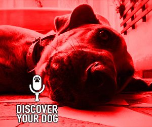 Ep 125 The Play Biting Dog, Part 1: OUCH!