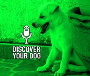 Ep 123b Bonus: The Barking Dog, Continued