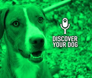 Ep 126 The Play Biting Dog, Part 2: Your Leash is Your Friend