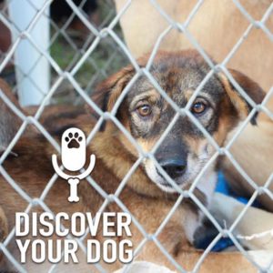 Ep 152 Decoding a Rescued Dog’s Past