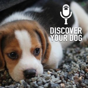 Ep 211 Four Reasons to Train Your Dog