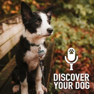 Ep 212 Potty Training Your Dog, Part 1: The Routine