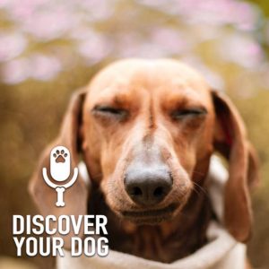 Ep 214 Ten to One Rule for Your Dog Training