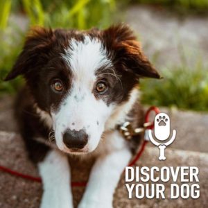 Ep 216 Correctly Correct Your Dog