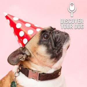 Ep 221 New Beginnings with Your Dog