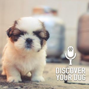 Ep 223 2019 Discover Your Dog in Review