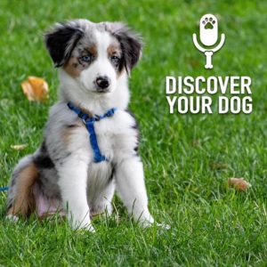 Comparing Your Dog to Others