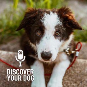 Good (Dog) Communication, Part 1