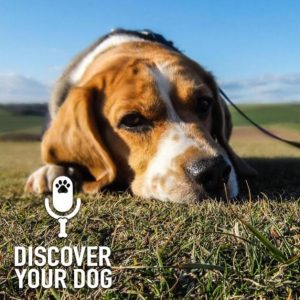 Is Your Dog Depressed?  Part 2