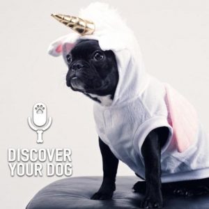 Thinking Outside the Box, for Your Dog