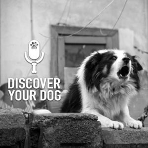 When Is It OK For Your Dog To…