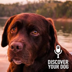 Is Your Dog the Jealous Type?