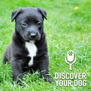 Another Puppy Podcast!