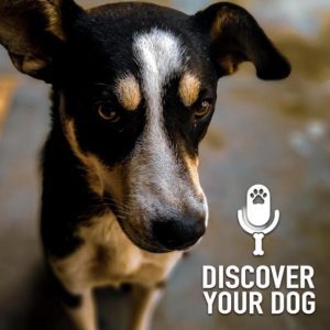 Is Your Dog Too Skinny?