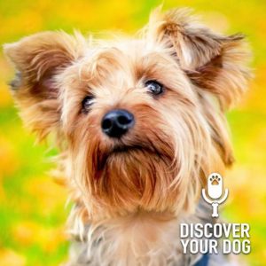 What is Important to Your Dog?