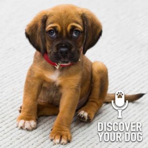 Don’t Get a Dog; Five Reasons Why