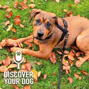 3 Rules for Off-Leash Training