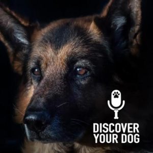 From Your Dog’s Perspective