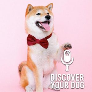 The ABCs of Greeting a New Dog