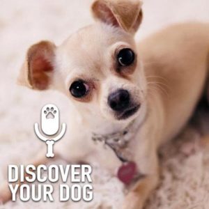 Specific Breed: Chihuahua